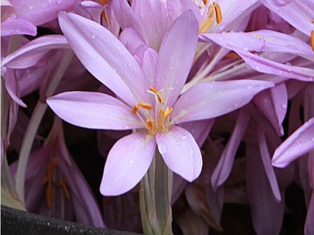 Autumn crocus