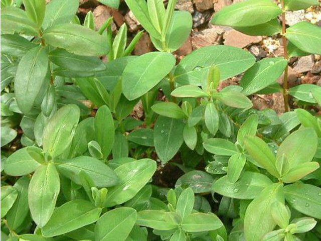 Hypericum calycinum