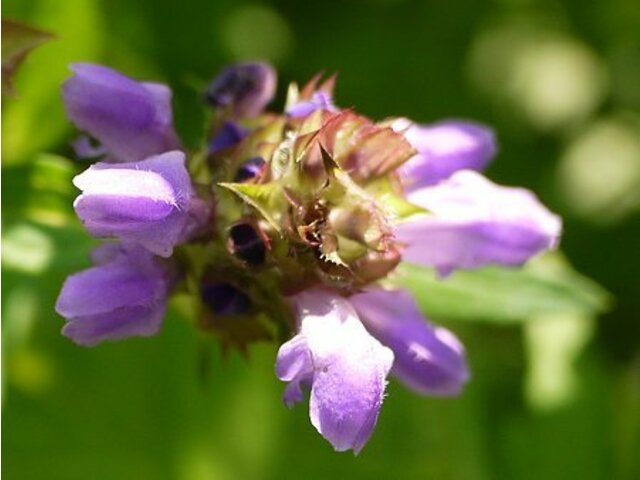 Prunella asiatica