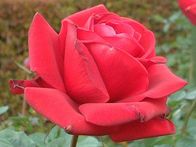 薔薇 Roza Hybrids 科技研花图画书 薔薇 Roza Hybrids 科技研花图画书