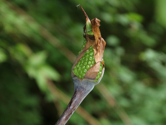 Jack in the pulpit