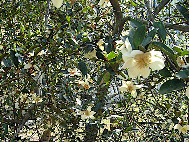 Michelia yunnanensis