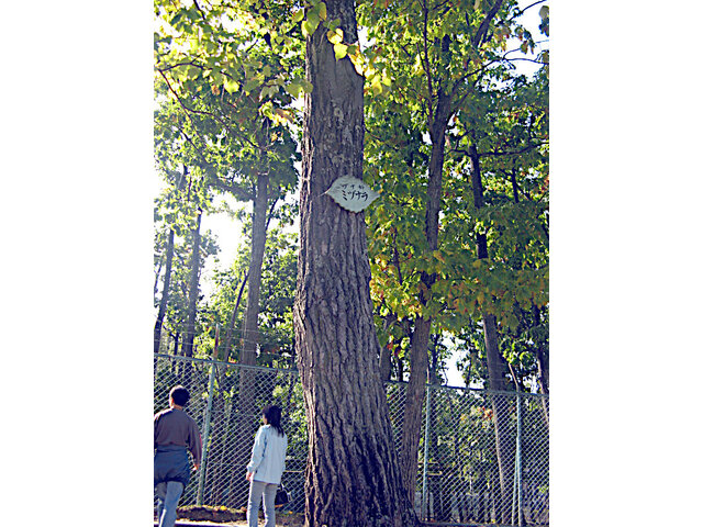 ミズナラ | Quercus crispula | かぎけん花図鑑