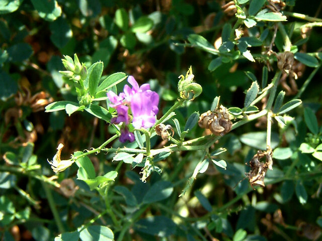 Alfalfa