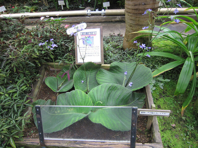 Streptocarpus