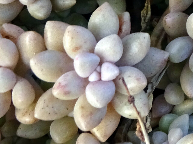 Graptopetalum mendozae