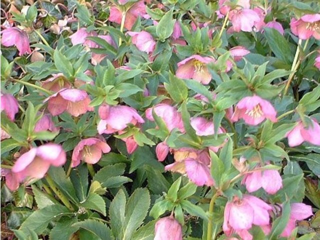 ヘレボルス オリエンタリス Helleborus Orientalis かぎけん花図鑑