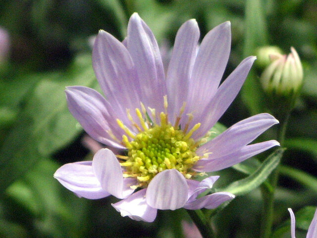 6月23日の誕生花 立葵 都忘 科技研花图画书