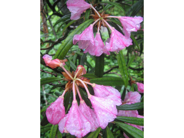 Rhododendron makinoi