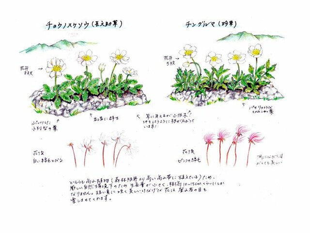 仙女木 | Dryas octopetala var. asiatica | 科技研花图画书