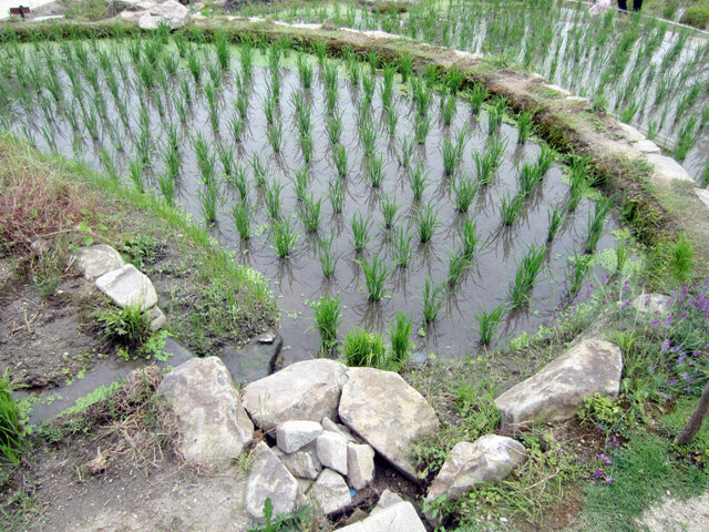 Rice plant