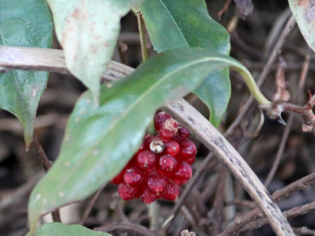 Kadsura japonica