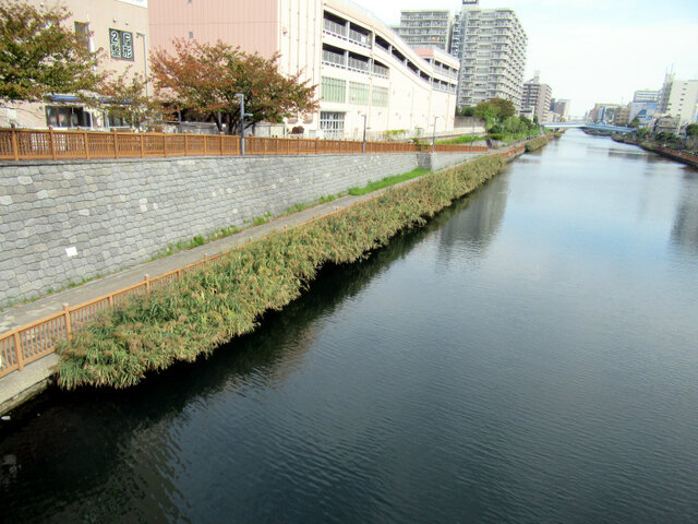 ヨシ | Phragmites australis | かぎけん花図鑑