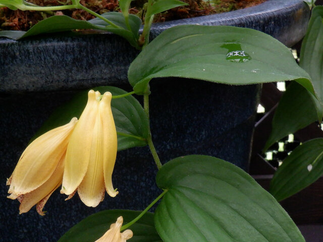 Tricyrtis macrantha