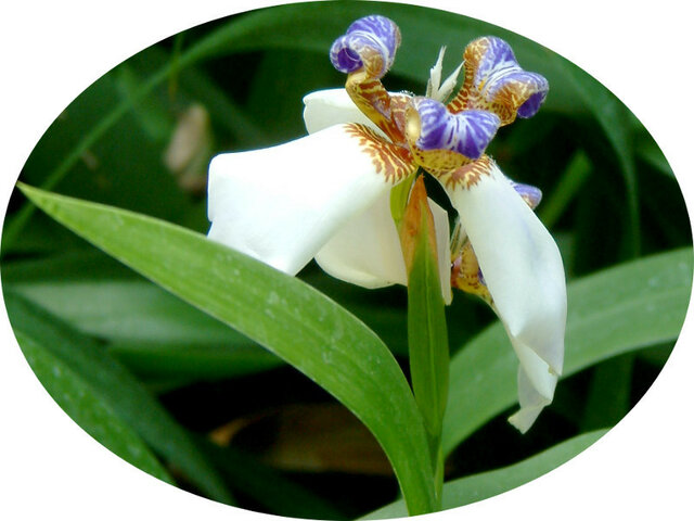 ウの花 かぎけん花図鑑