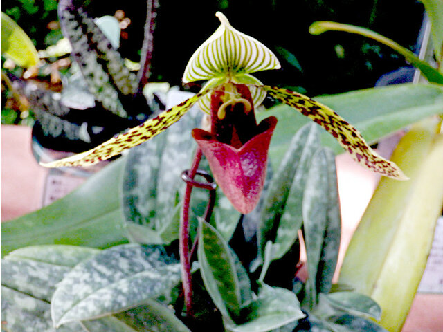 Paphiopedilum ’sukhakulii'