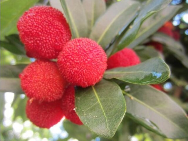 ヤマモモ Myrica Rubra かぎけん花図鑑