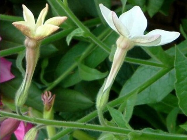 Nicotiana