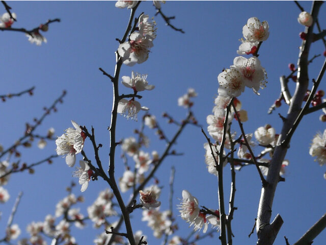 梅花 '甲州最小'