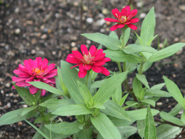 Zinnia elegans