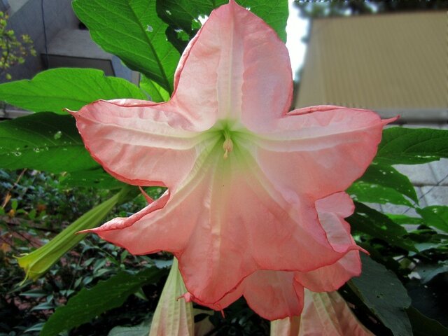 Brugmansia