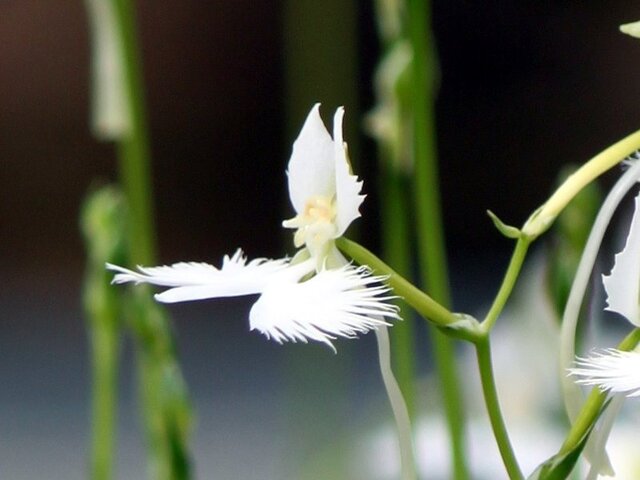 White Egret Flower