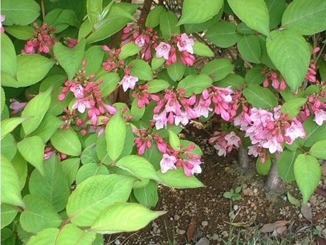 Weigela hortensis