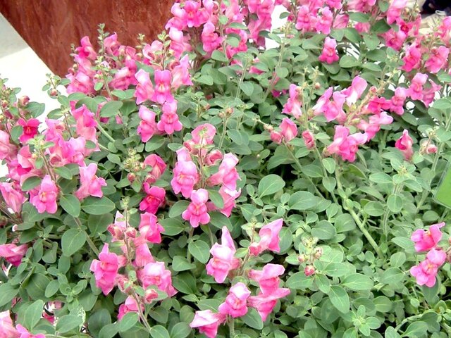 Snapdragon 'Lavella'