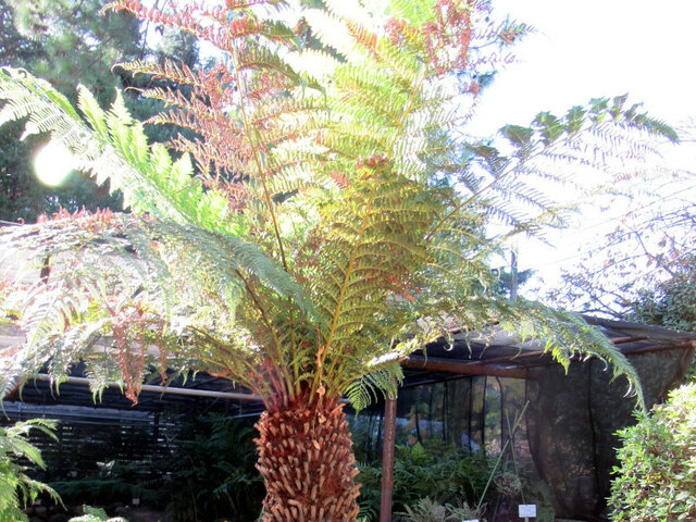 Dicksonia antarctica