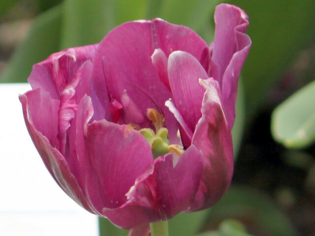Tulip  Negrita Double