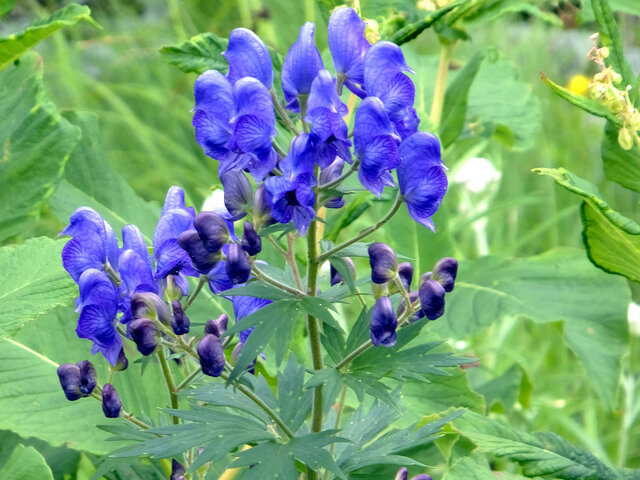 毒草 かぎけん花図鑑