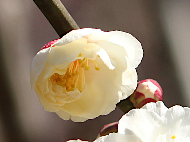 Prunus mume 'Myojo'