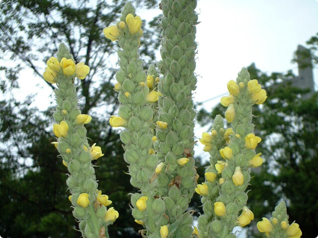 Verbascum thapsus