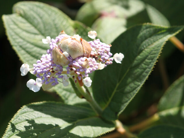 Tama hydrangea