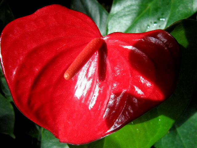 Anthurium