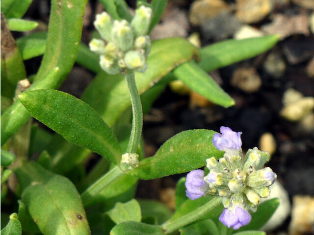 L. angustifolia