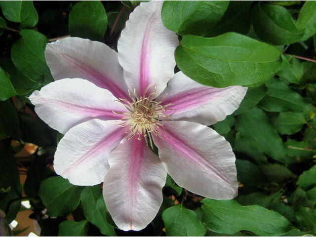 Clematis 'Beads Jubilee' 