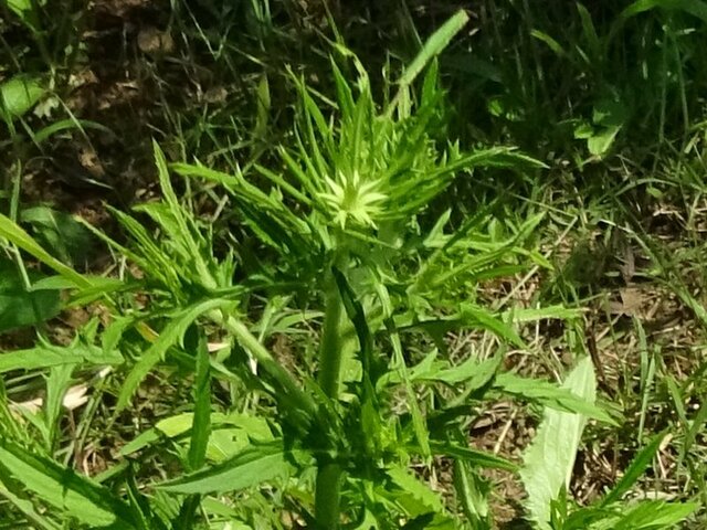 Cirsium dipsacolepis