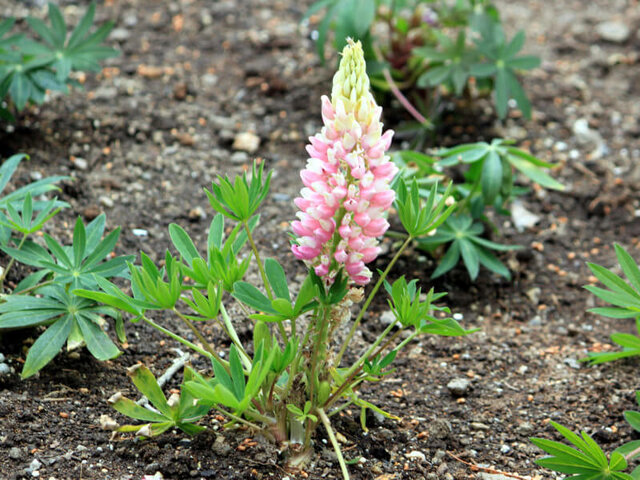 Garden lupin