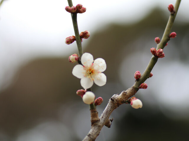 Prunus mume  'Kasugano'