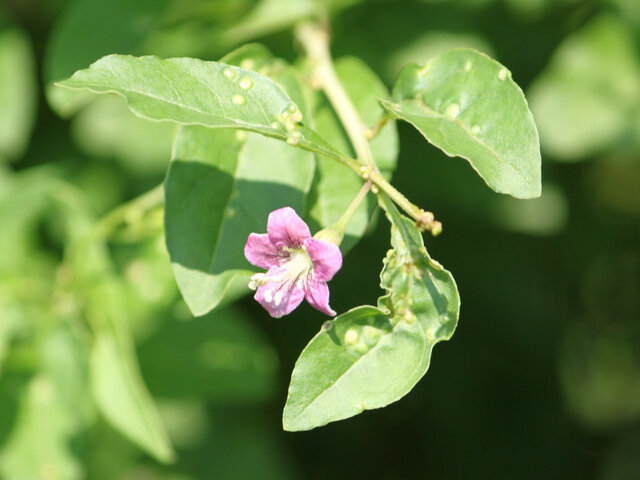 Goji berry