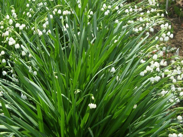 スノーフレーク Leucojum Aestivum かぎけん花図鑑