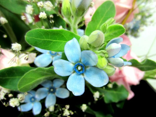 ９月に咲く花シリーズ「青い花」