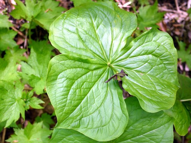 フタゴヤシ | Lodoicea maldivica | かぎけん花図鑑