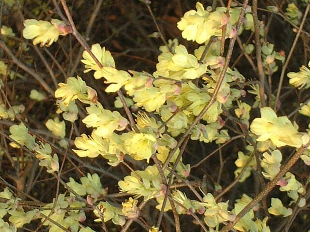 Chimonanthus praecox