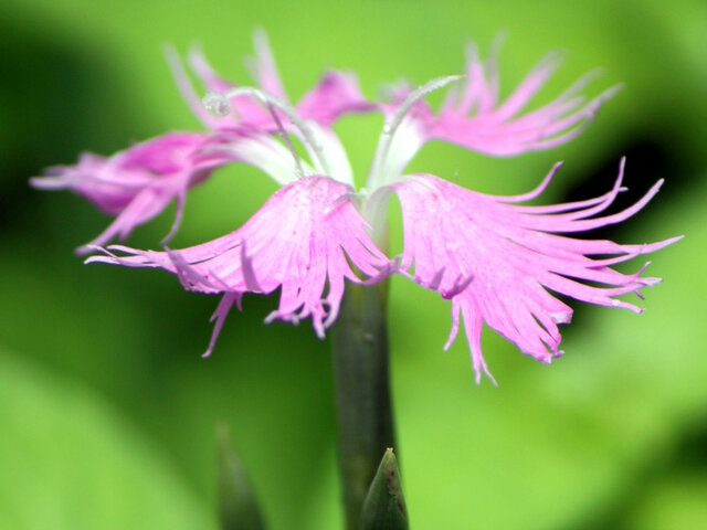 誕生花 7月28日 露草 白粉花 撫子 カラー 科技研花图画书