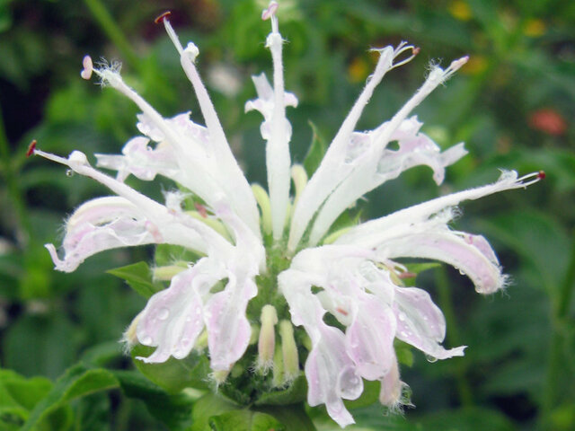 Bergamot