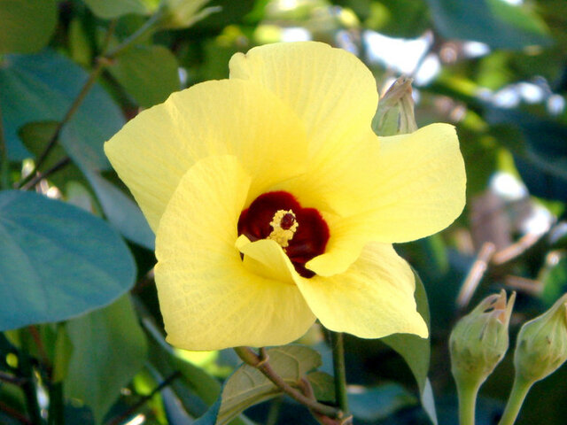 Hibiscus tiliaceus