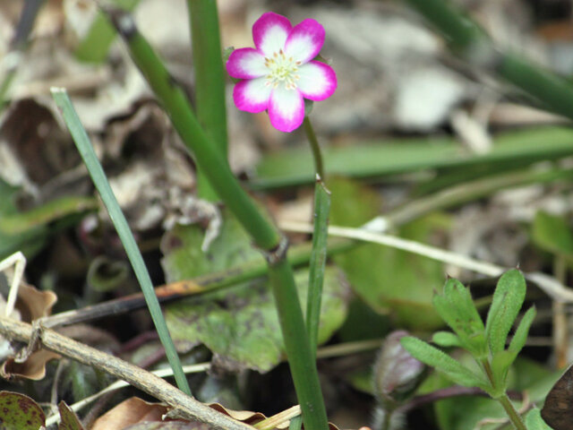 Hepatica nobilis var.japonica form.magna