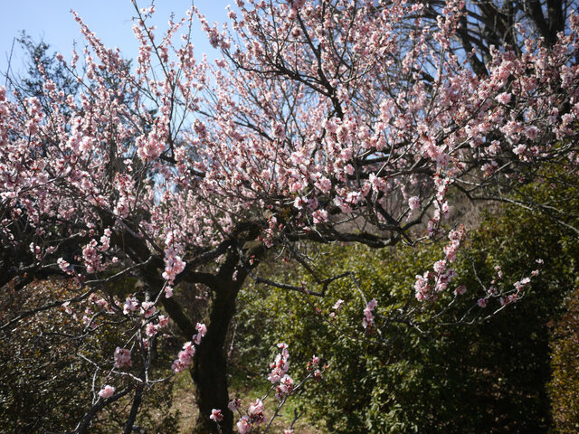 Prunus mume 'Ohginagashi'